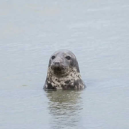 Odyssee Sur Peniche * Saint-Valery-sur-Somme