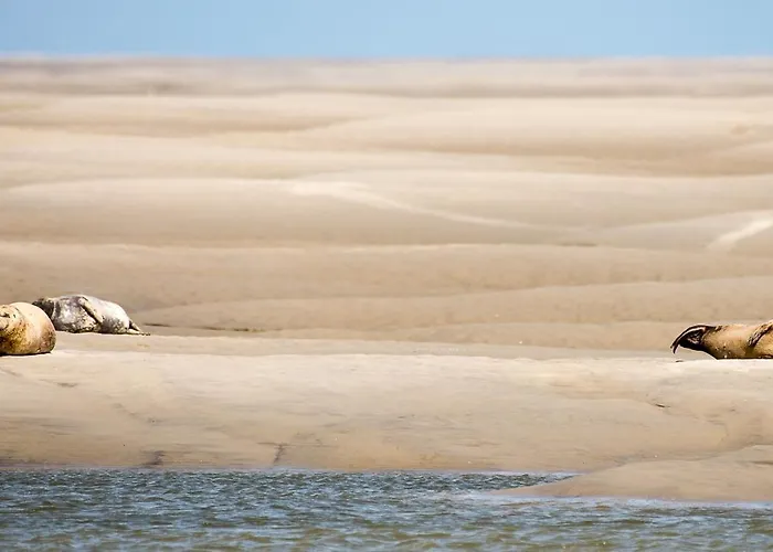Odyssee Sur Peniche *