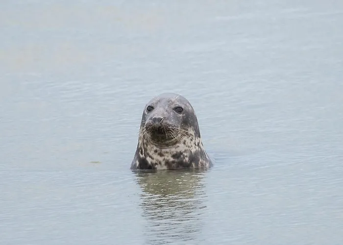Odyssee Sur Peniche * Saint-Valery-sur-Somme